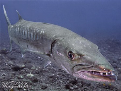 Up Close.. (Sphyraena barracuda) - Tulamben, Bali (Canon ... by Marco Waagmeester 